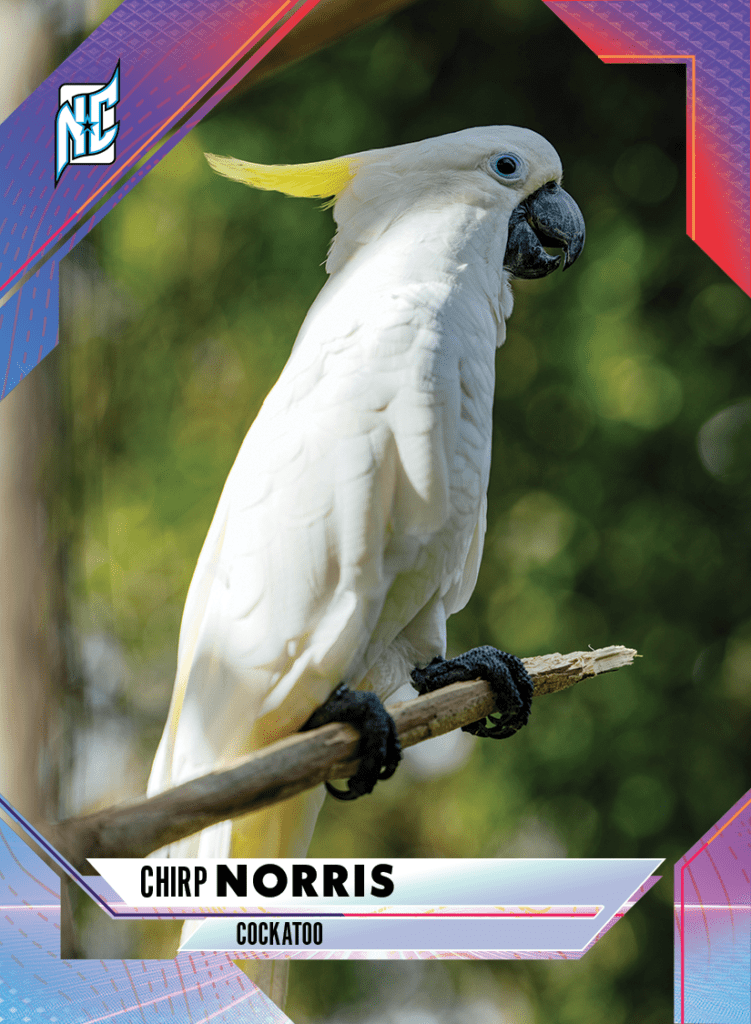 Custom Pet Cards by NCASE CARDS. A photo of bird posing for a custom card.
